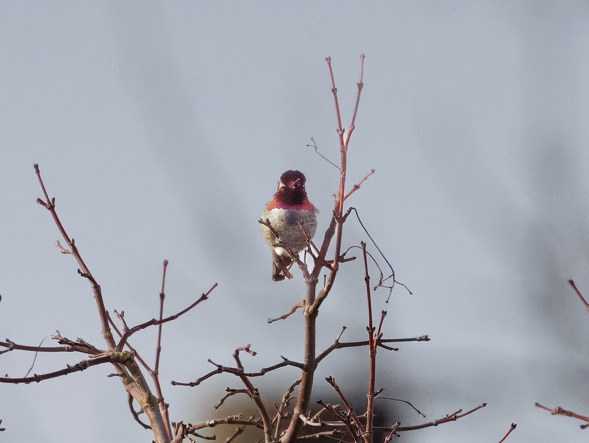 Anna's Hummingbird - ML627991860