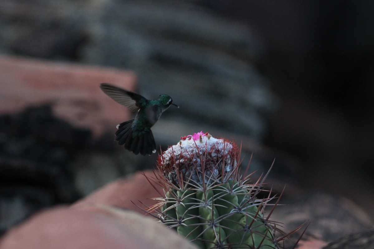 Red-billed Emerald - ML627991870