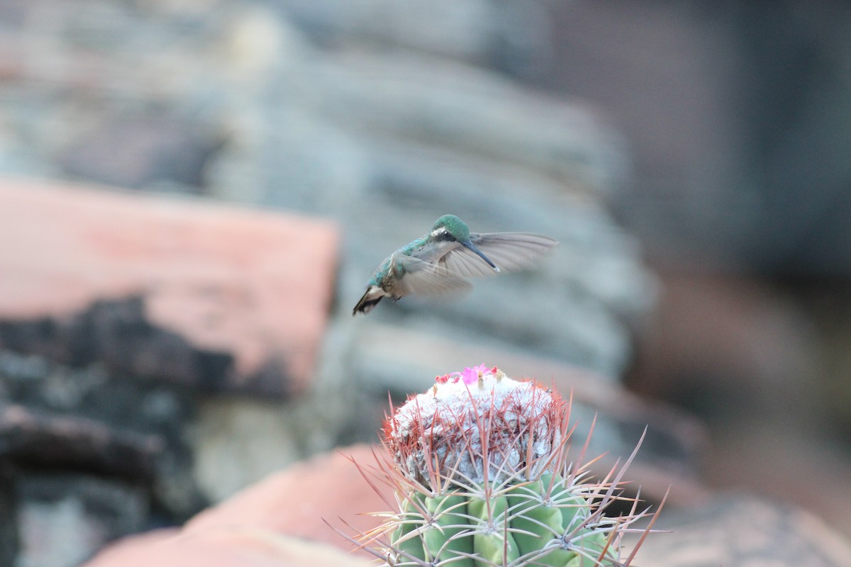 Red-billed Emerald - ML627991871