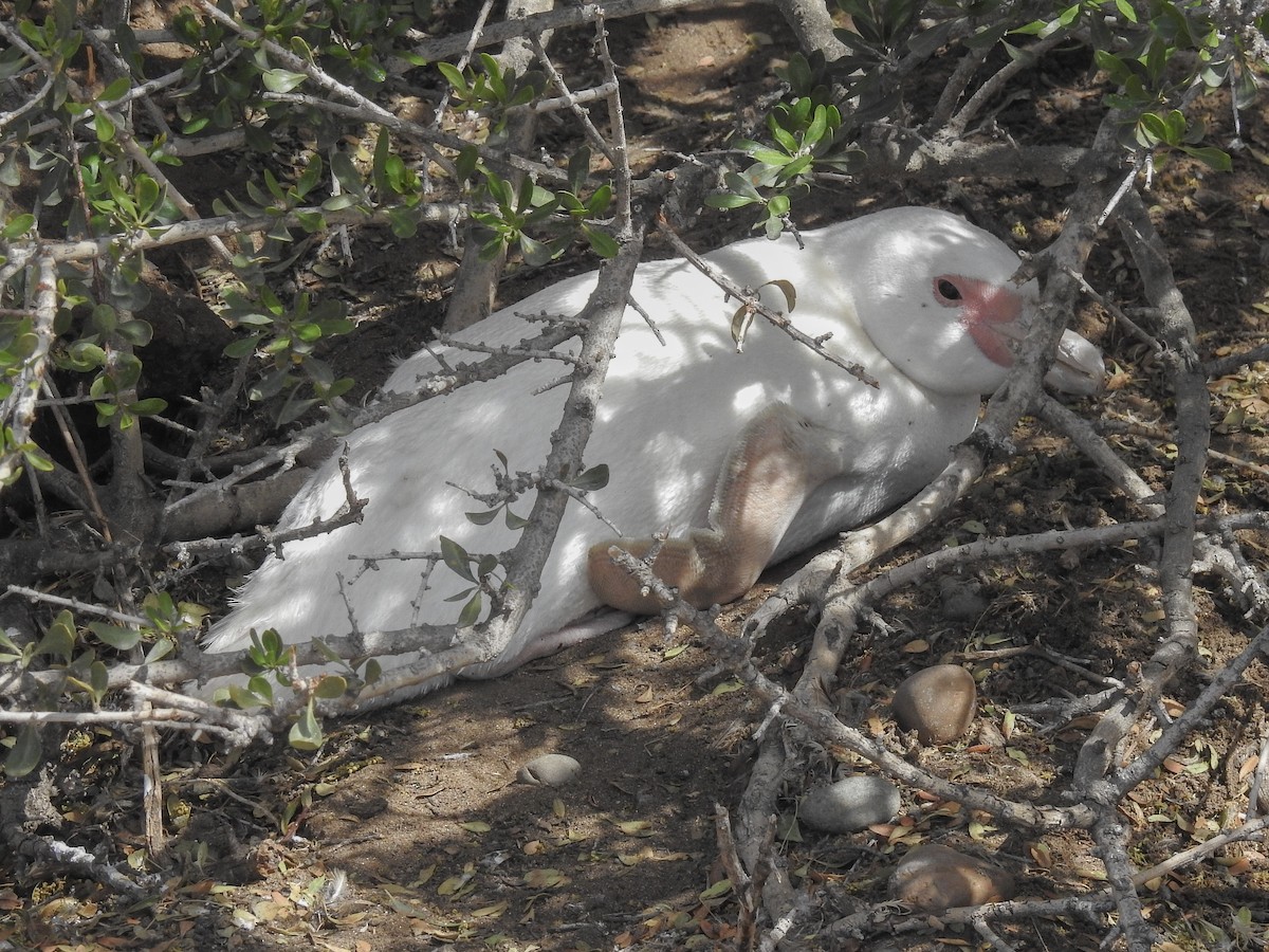 Magellanic Penguin - ML627991872