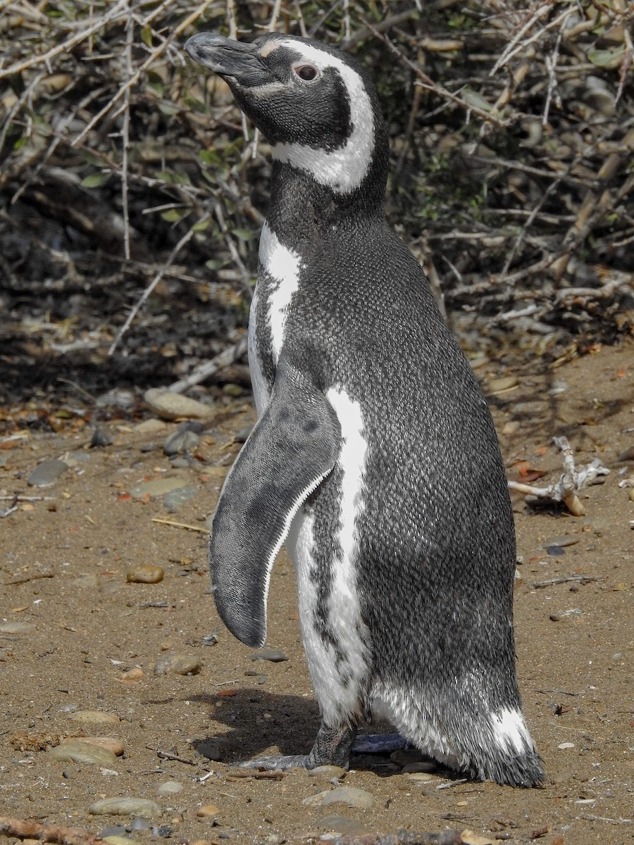 Magellanic Penguin - ML627991873
