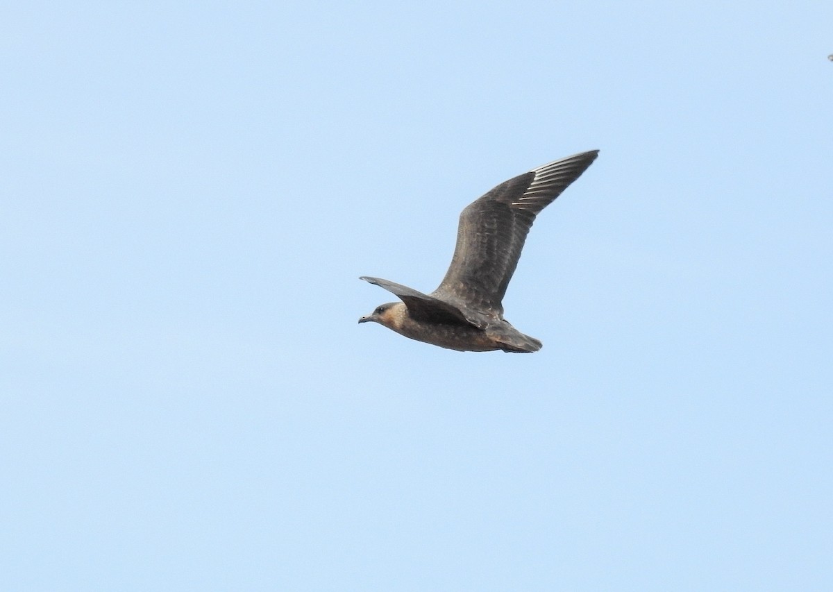 Chilean Skua - ML627991894