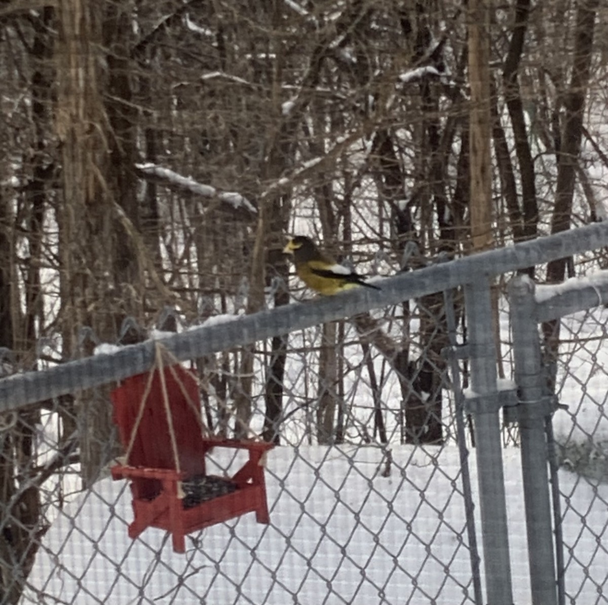 Evening Grosbeak - ML627991905