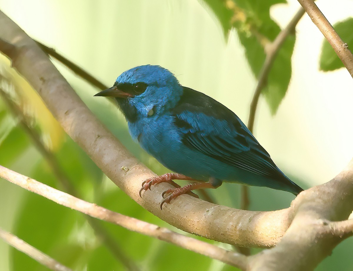 Blue Dacnis - ML627991924