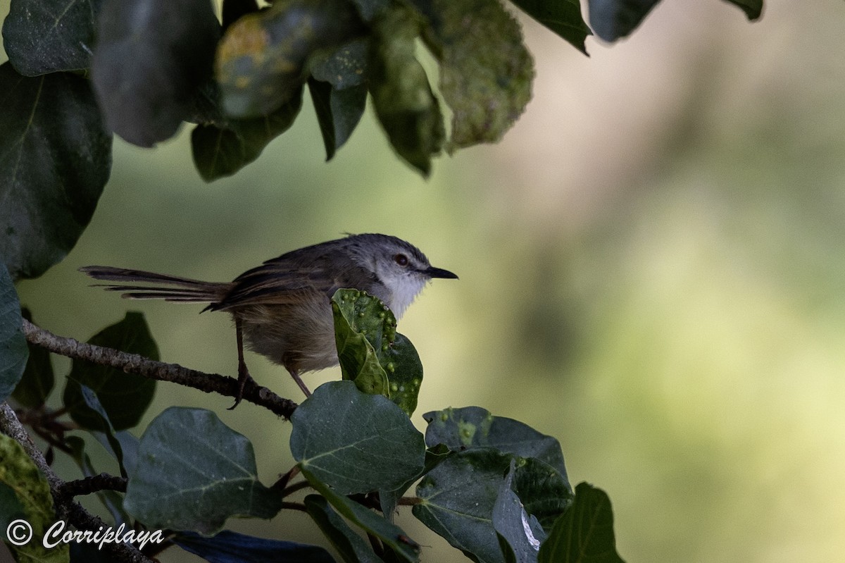 Tawny-flanked Prinia - ML627991959