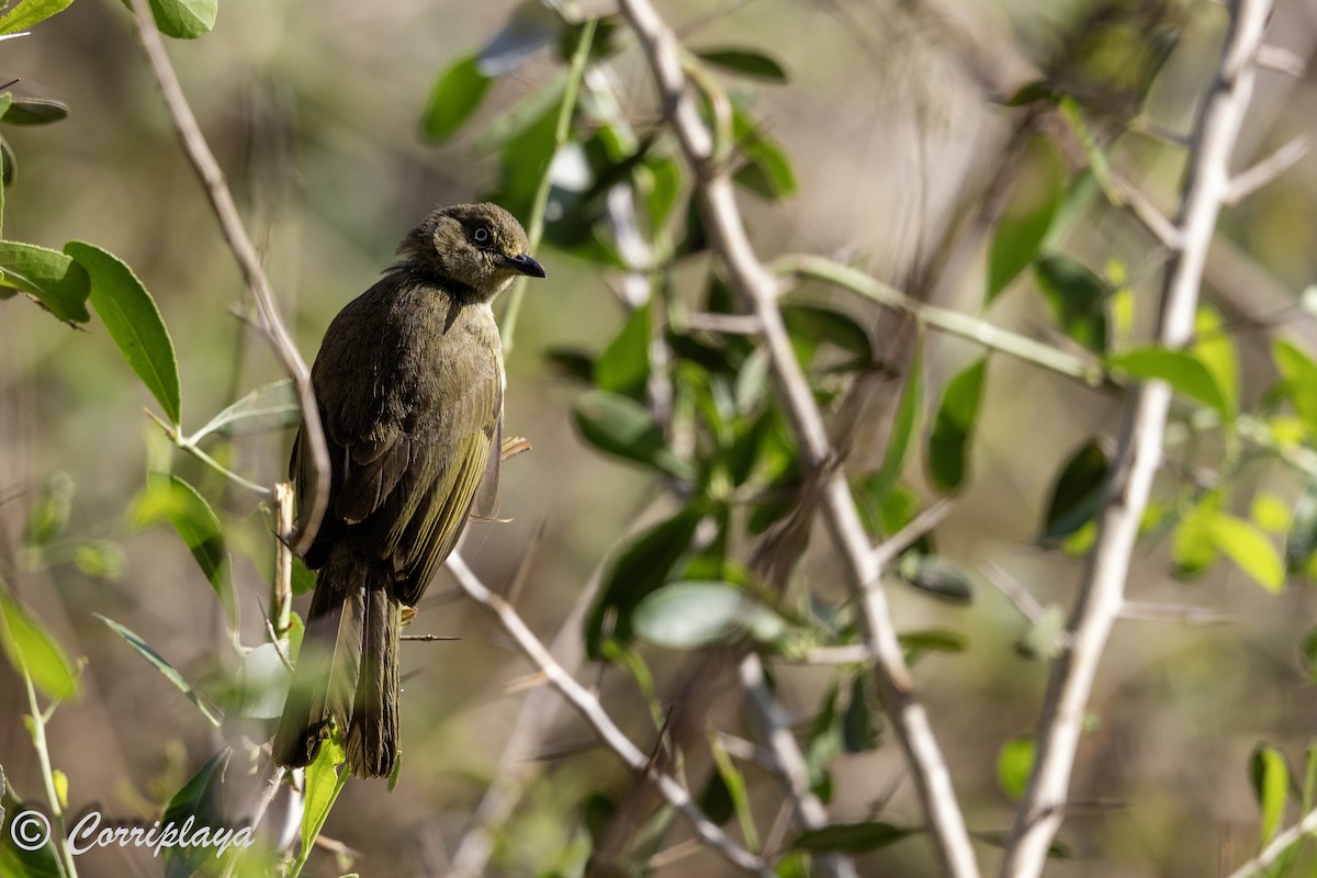 Bulbul importun - ML627991972