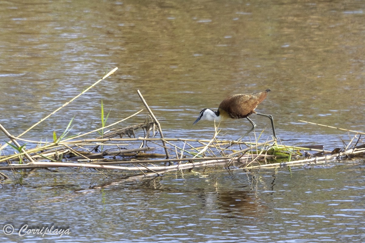 Jacana à poitrine dorée - ML627992012