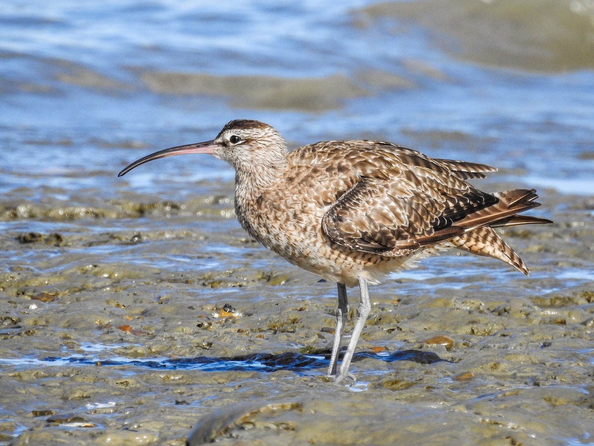 美洲中杓鷸 - ML627992052