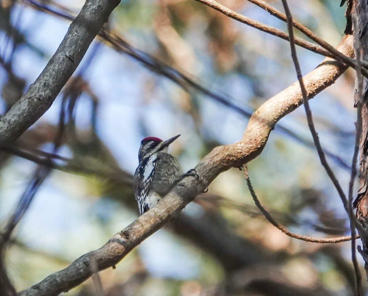 Yellow-bellied Sapsucker - ML627992085