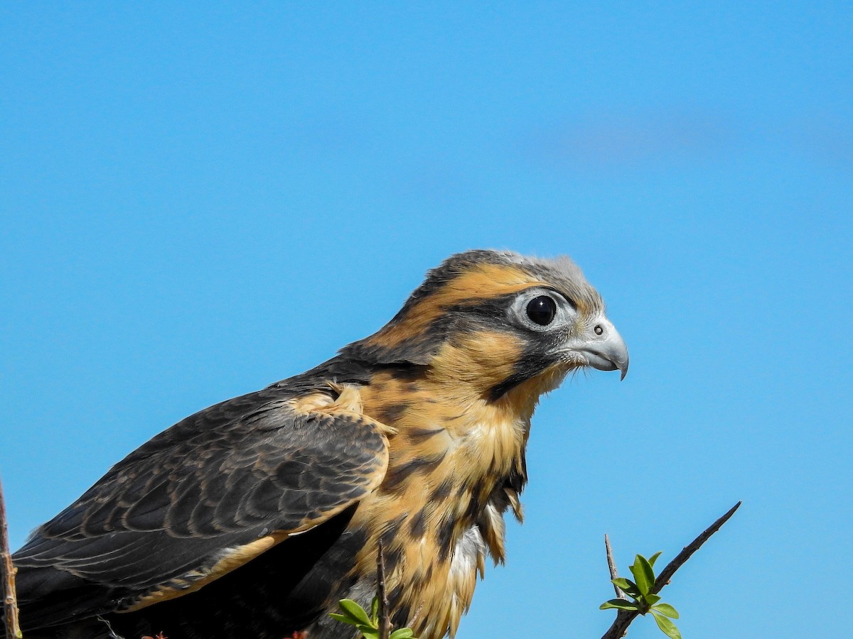 Aplomado Falcon - ML627992128