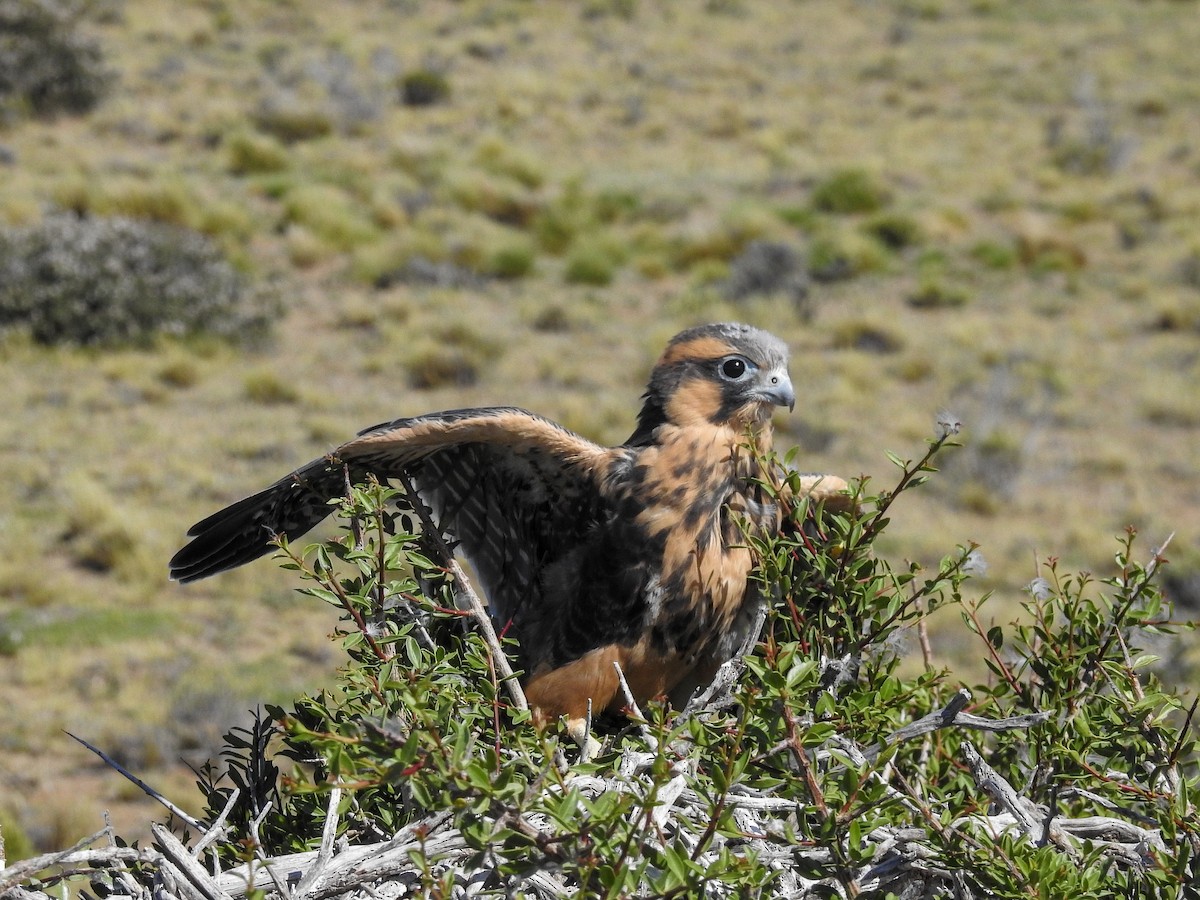 Aplomado Falcon - ML627992129