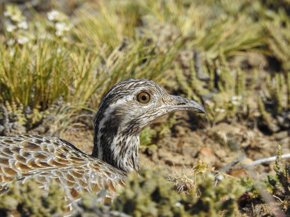 Patagonian Tinamou - ML627992219