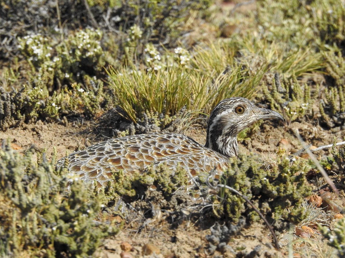 Patagonian Tinamou - ML627992220