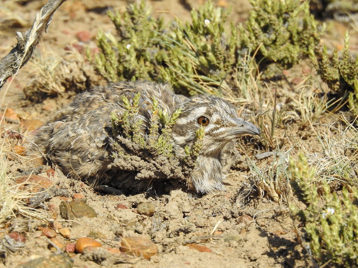 Patagonian Tinamou - ML627992221