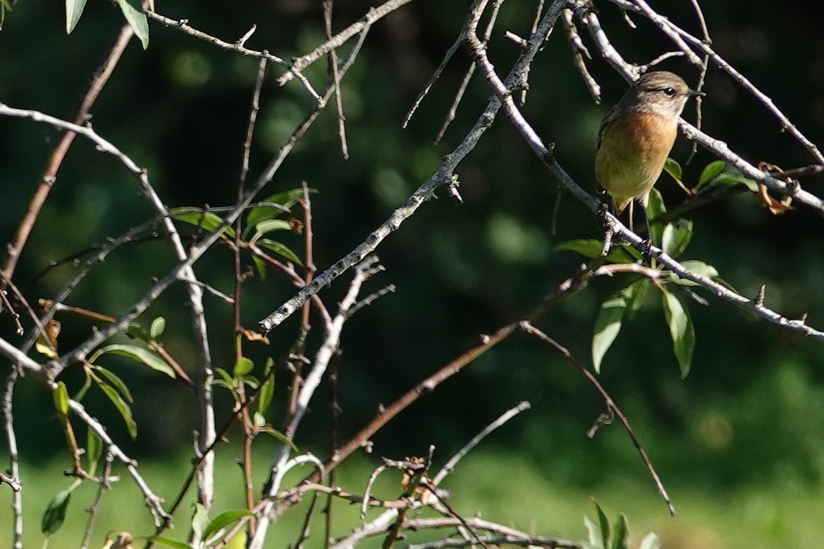 European Stonechat - ML627992226