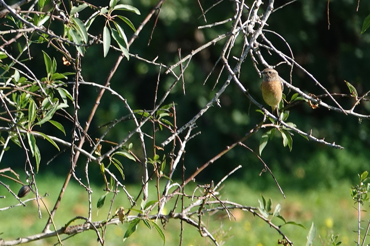 European Stonechat - ML627992227