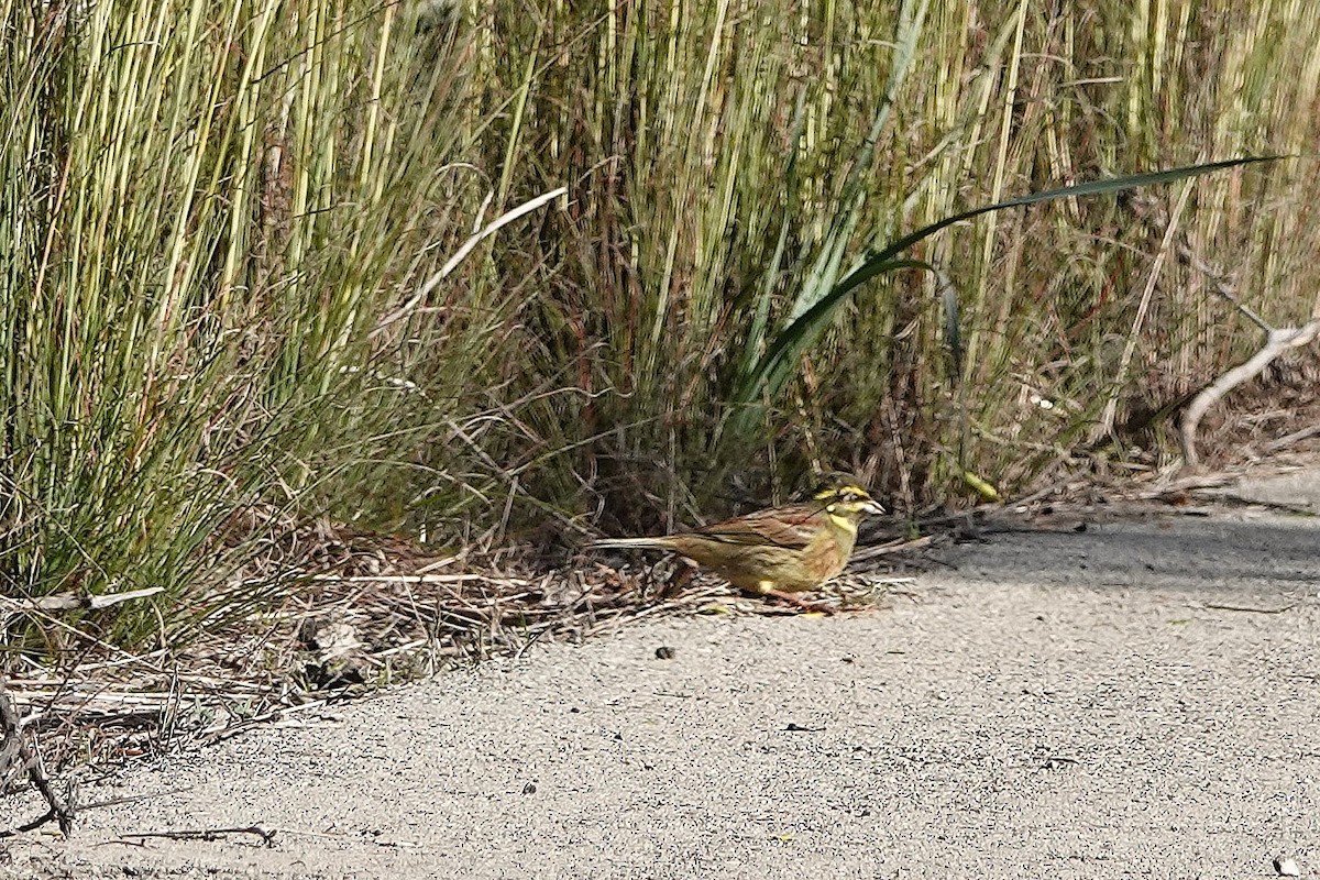 Вівсянка городня - ML627992286