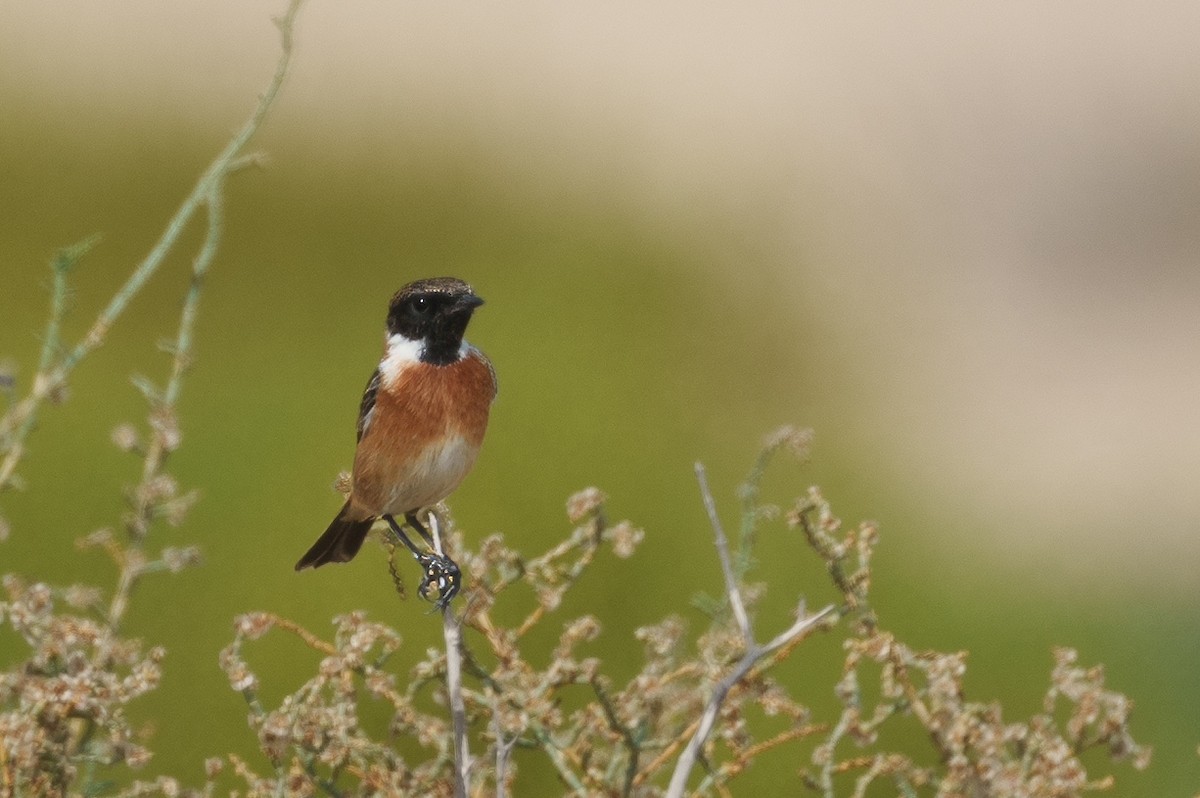 European Stonechat - ML627992338