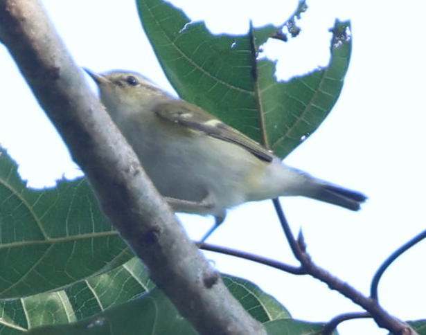 Mosquitero Bilistado - ML627992380