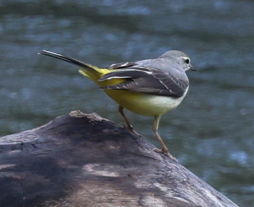 Gray Wagtail - ML627992386