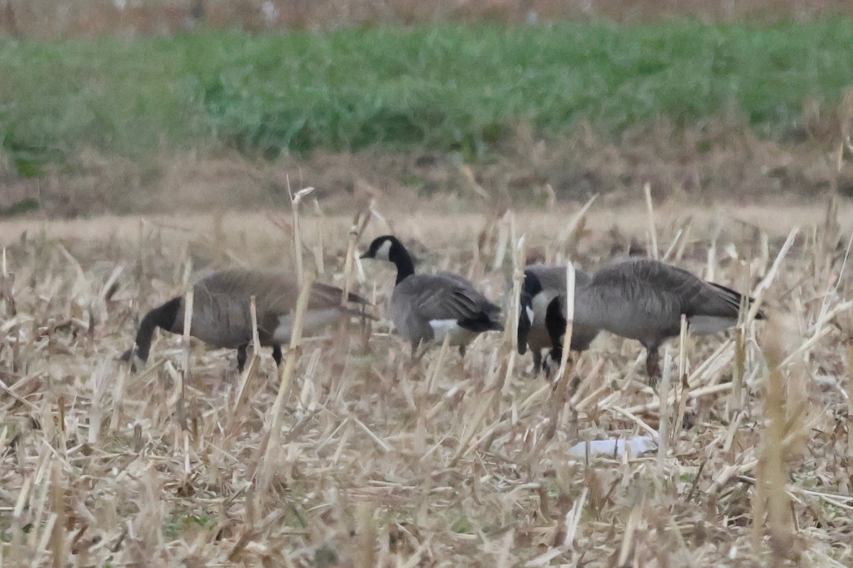 Cackling Goose - ML627992402