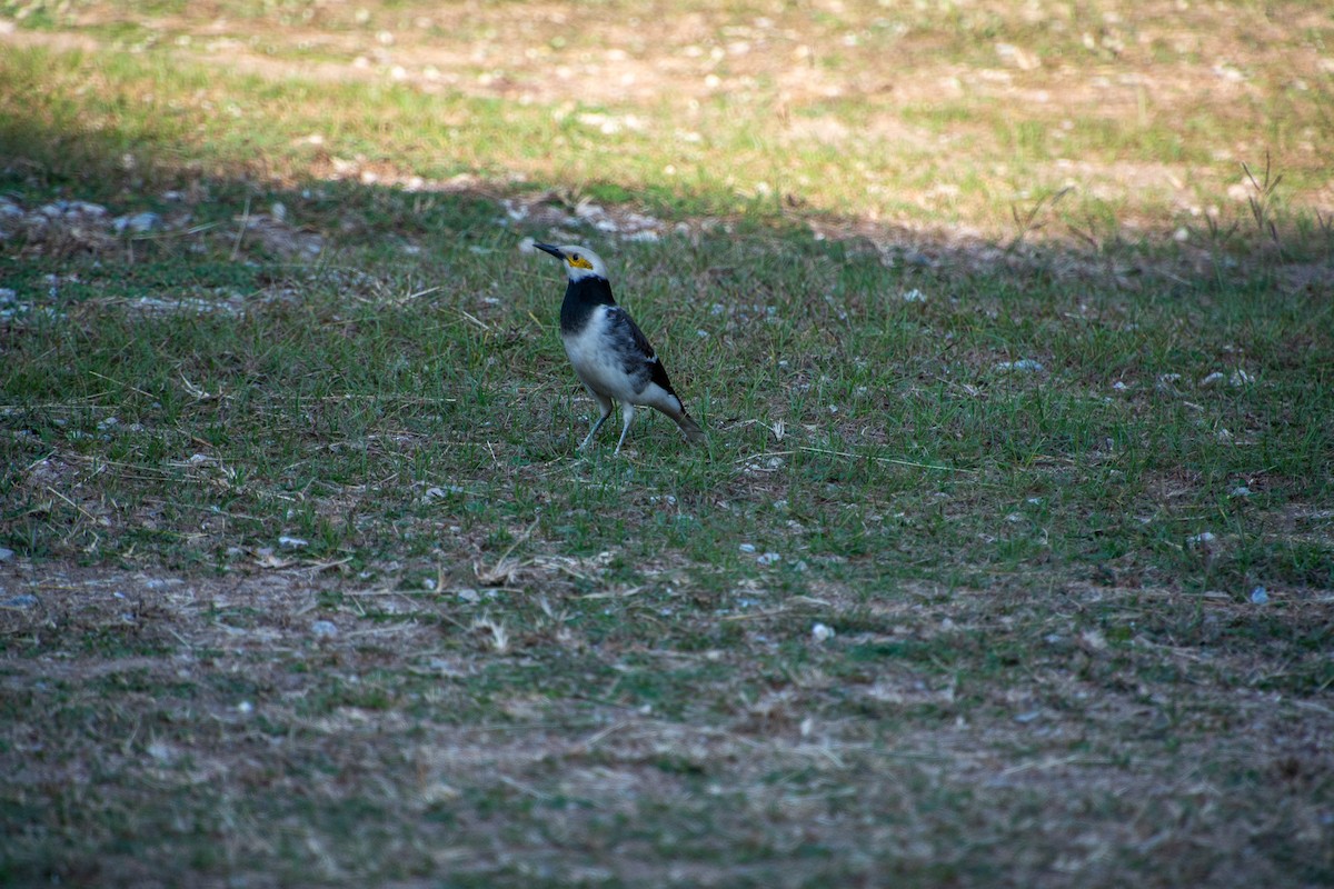 Black-collared Starling - ML627992433