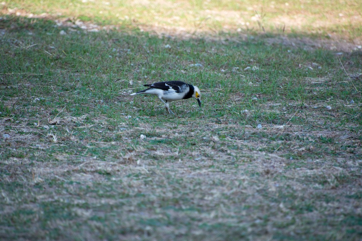 Black-collared Starling - ML627992434