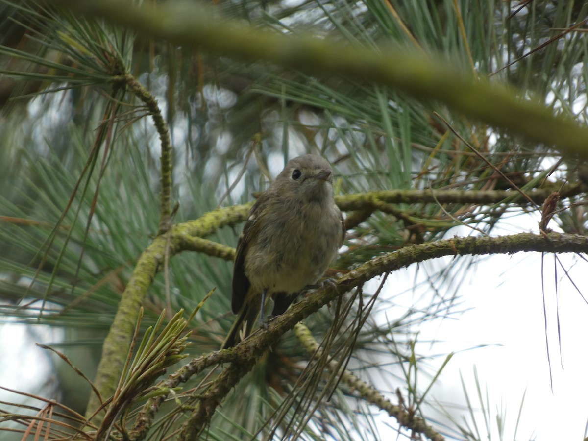 Vireo de Hutton - ML627992616