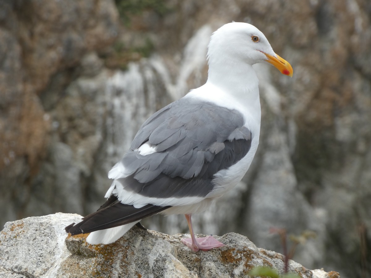 Gaviota Occidental - ML627992644