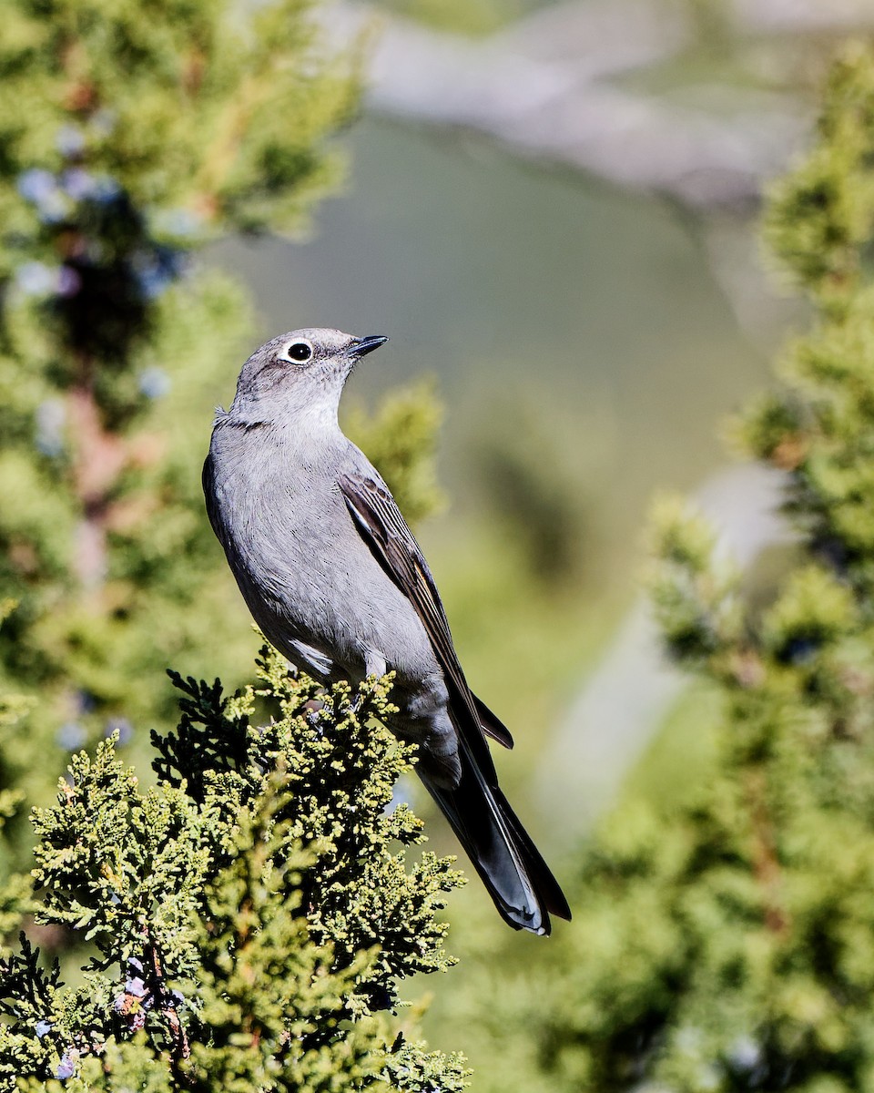 Townsend's Solitaire - ML627992656