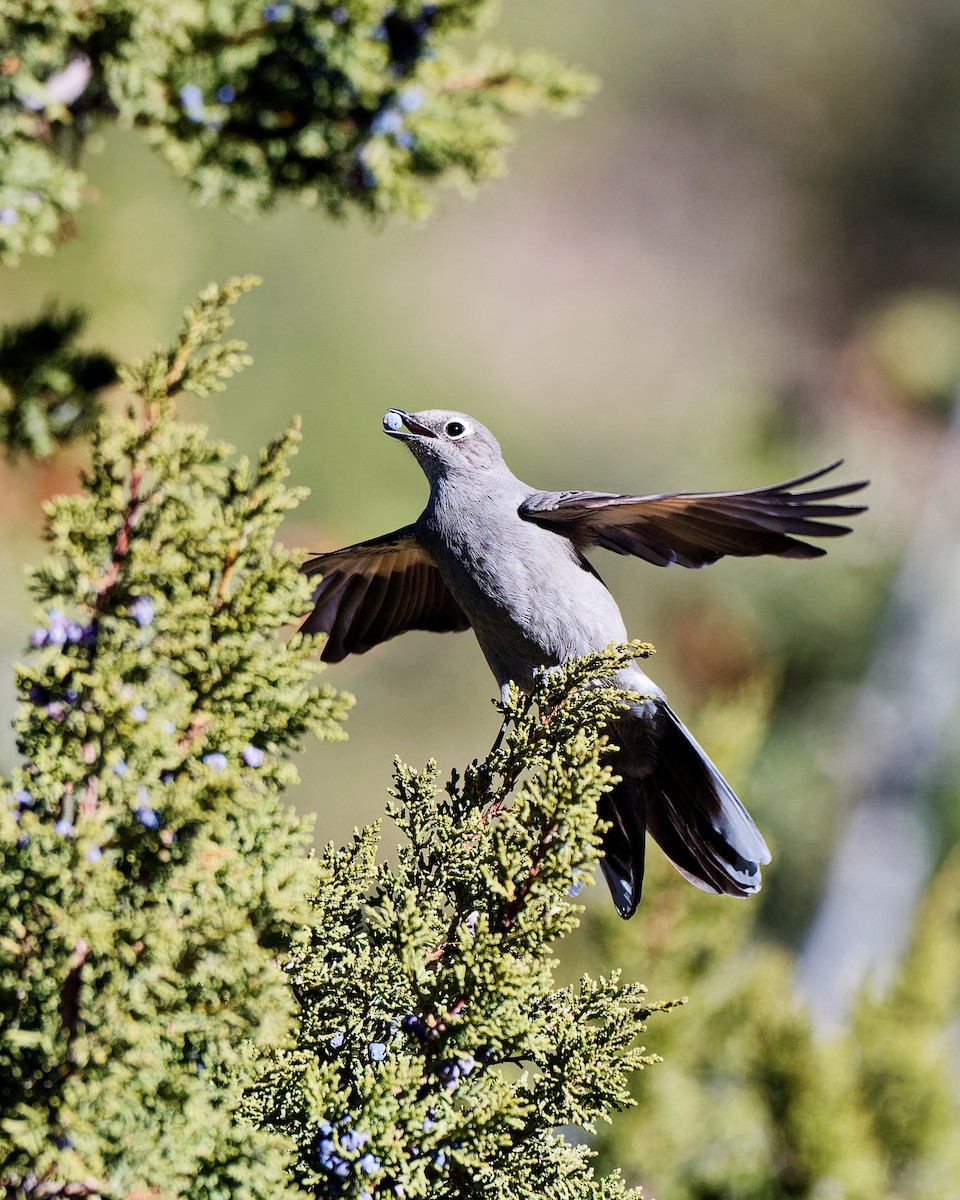 Townsend's Solitaire - ML627992657