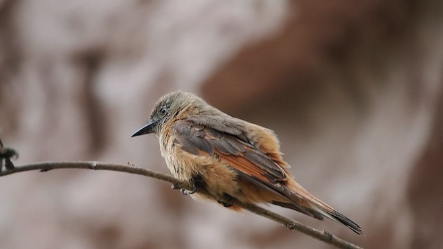 Cliff Flycatcher - ML627992658