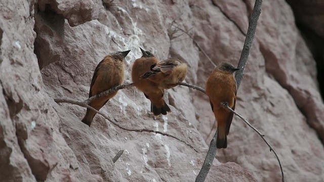 Cliff Flycatcher - ML627992661