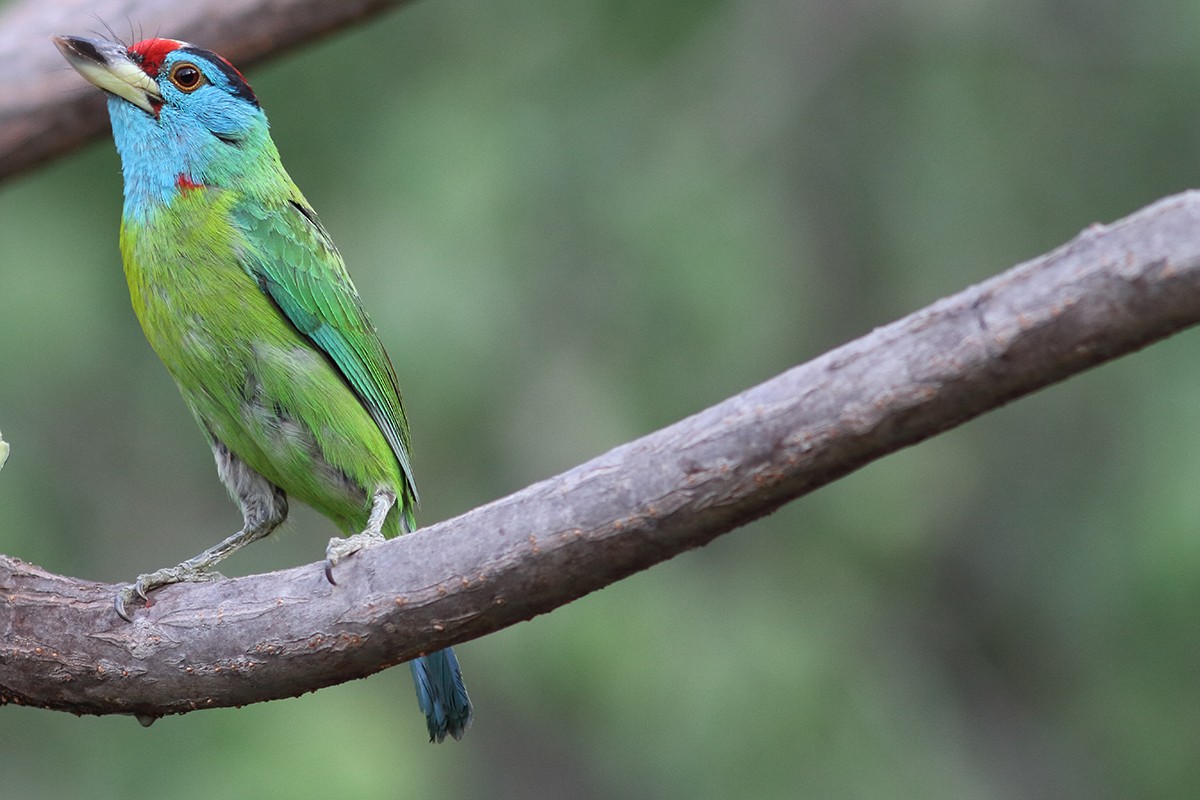 Blue-throated Barbet - ML627992692