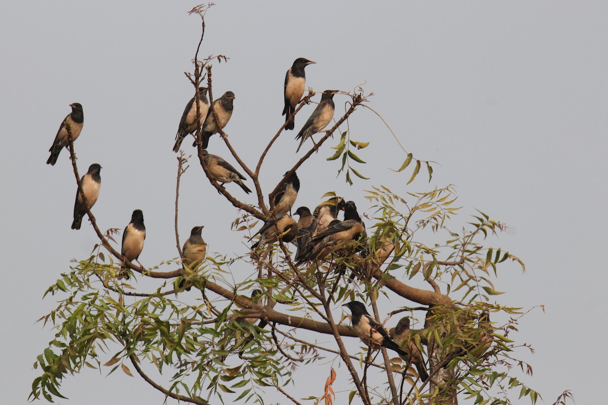 Rosy Starling - ML627992745