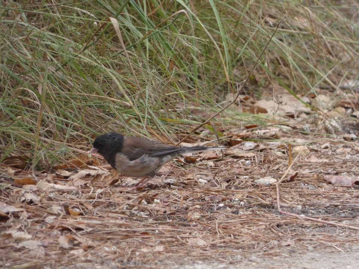 Junco Ojioscuro - ML627992756