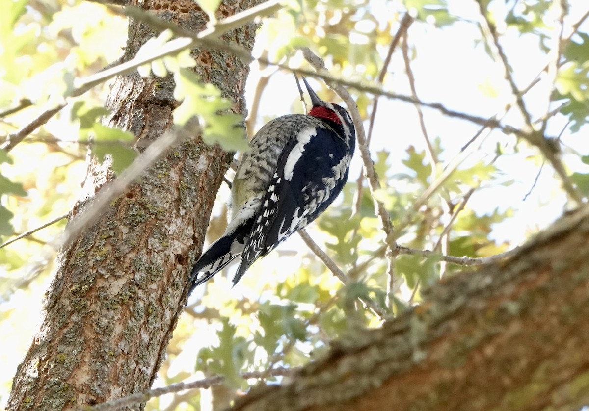 Red-naped Sapsucker - ML627992782