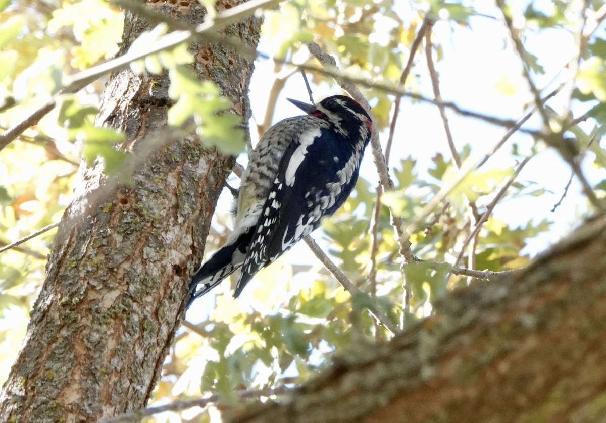 Red-naped Sapsucker - ML627992783