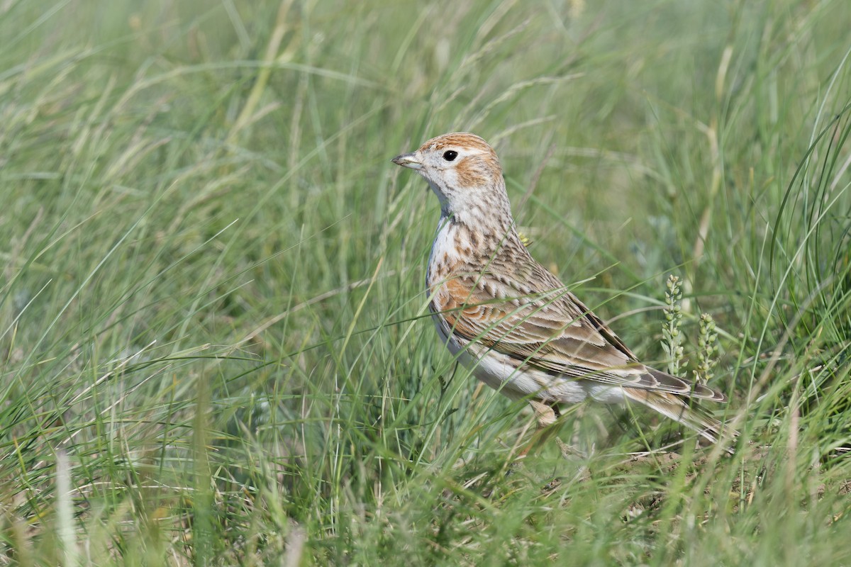 White-winged Lark - ML627992793