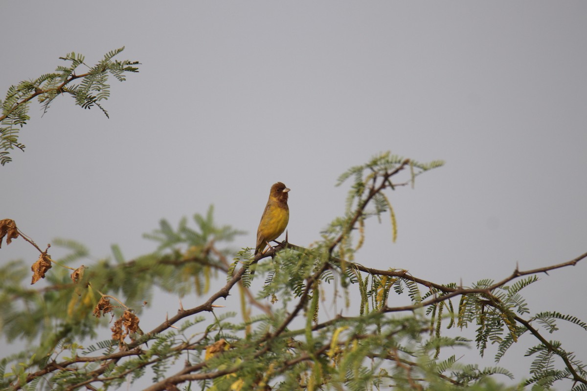 Red-headed Bunting - ML627992810