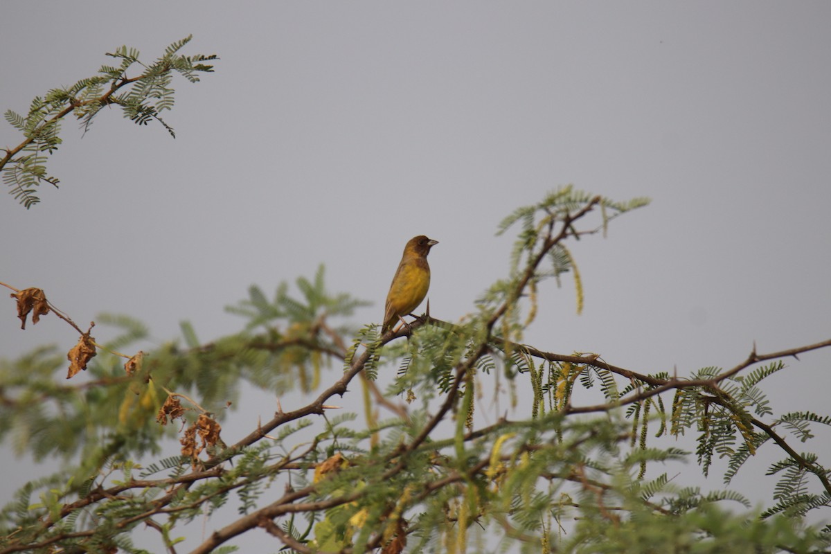 Red-headed Bunting - ML627992811