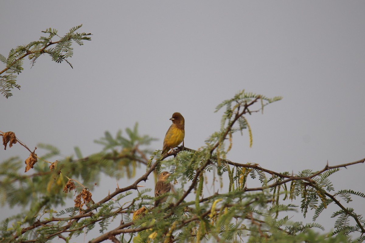 Red-headed Bunting - ML627992812