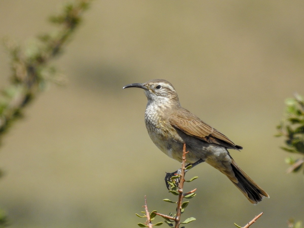 Scale-throated Earthcreeper - ML627992854