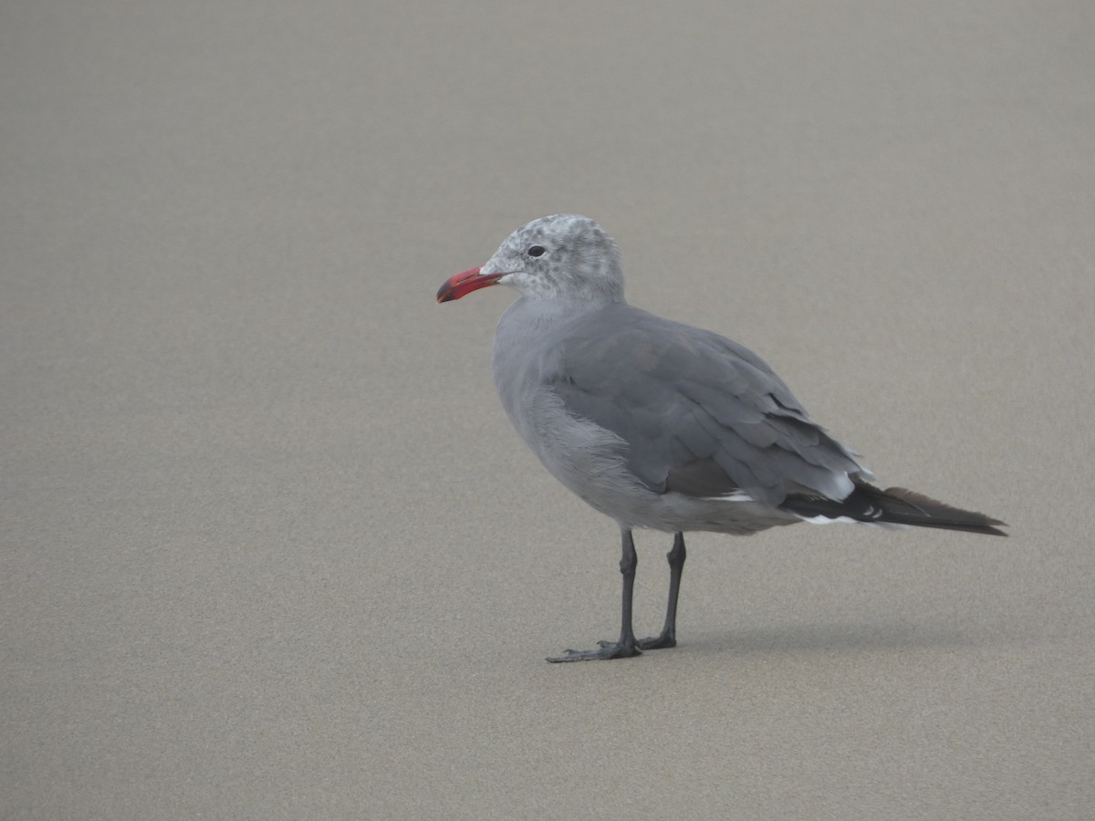 Heermann's Gull - ML627992917