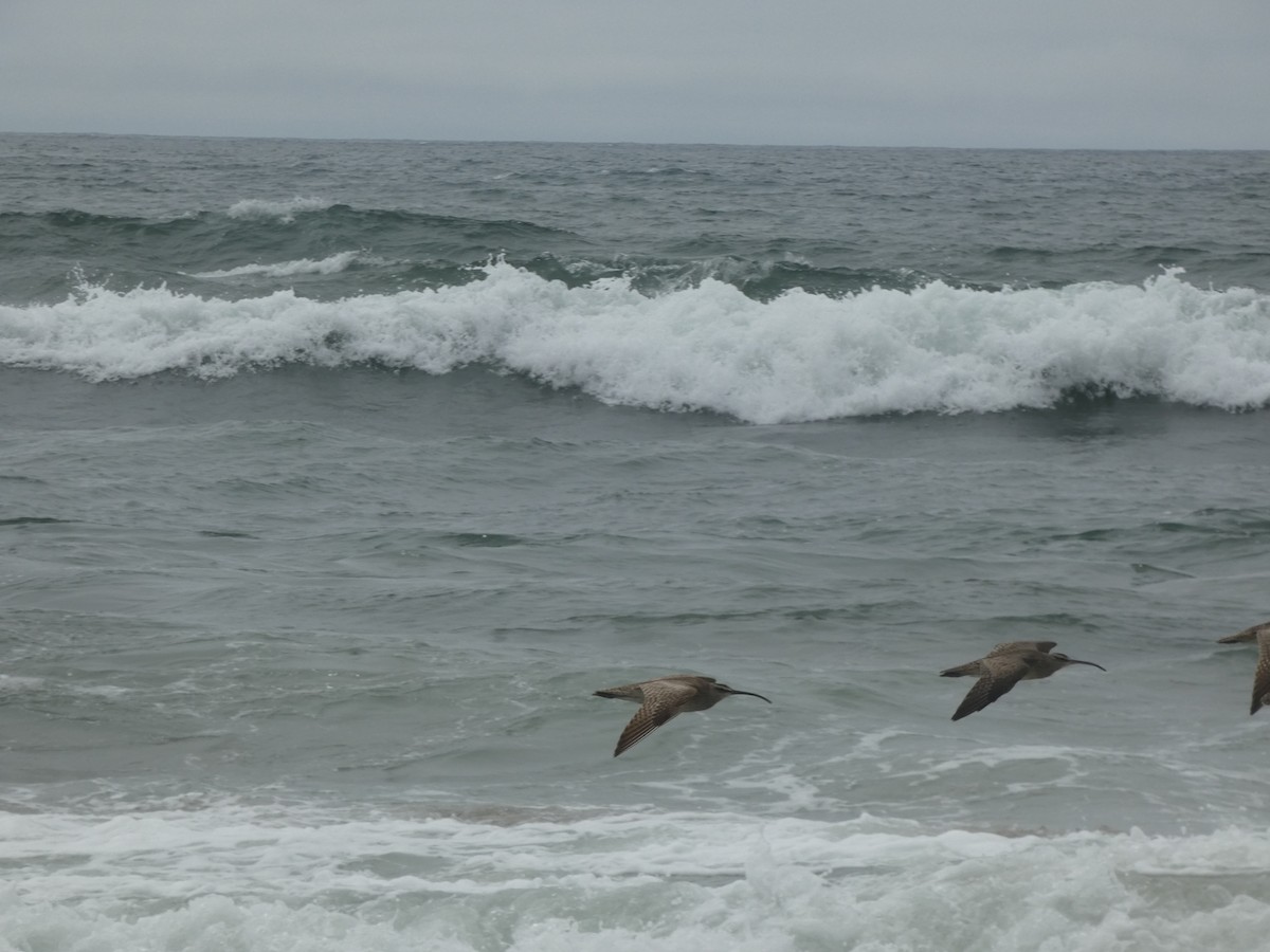 Whimbrel - ML627992960