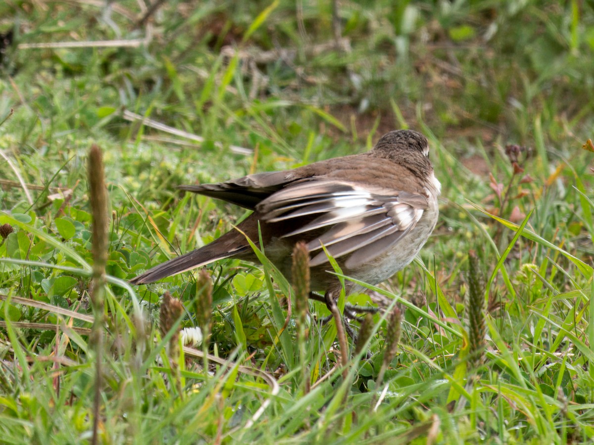 White-winged Cinclodes - ML627993098