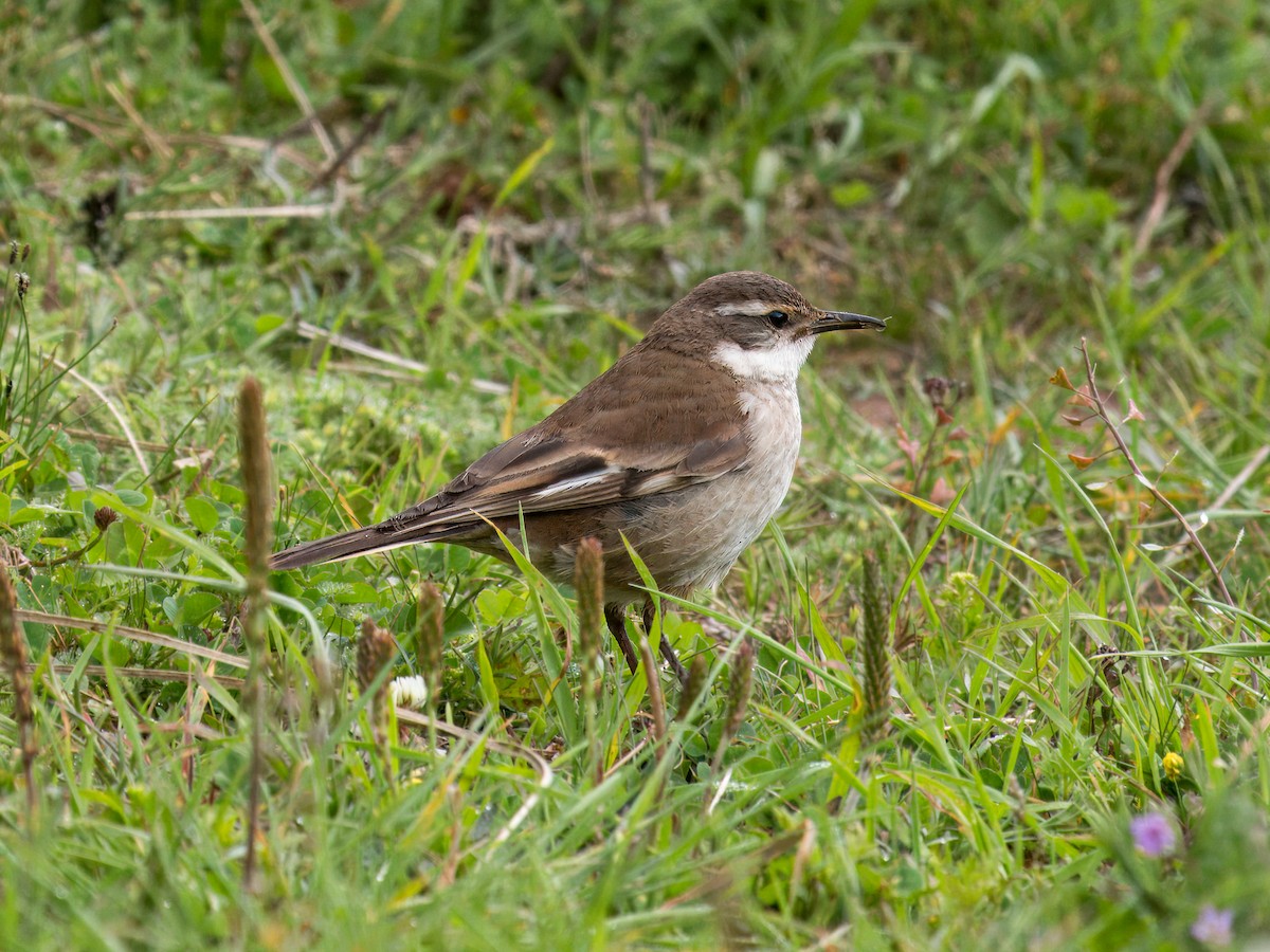 White-winged Cinclodes - ML627993099