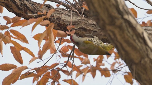 Japanese Woodpecker - ML627993134