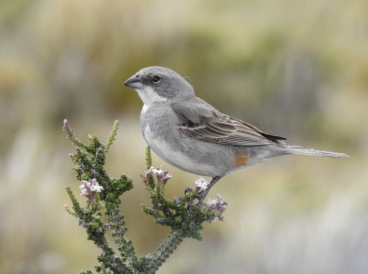 Diuca Finch - ML627993143