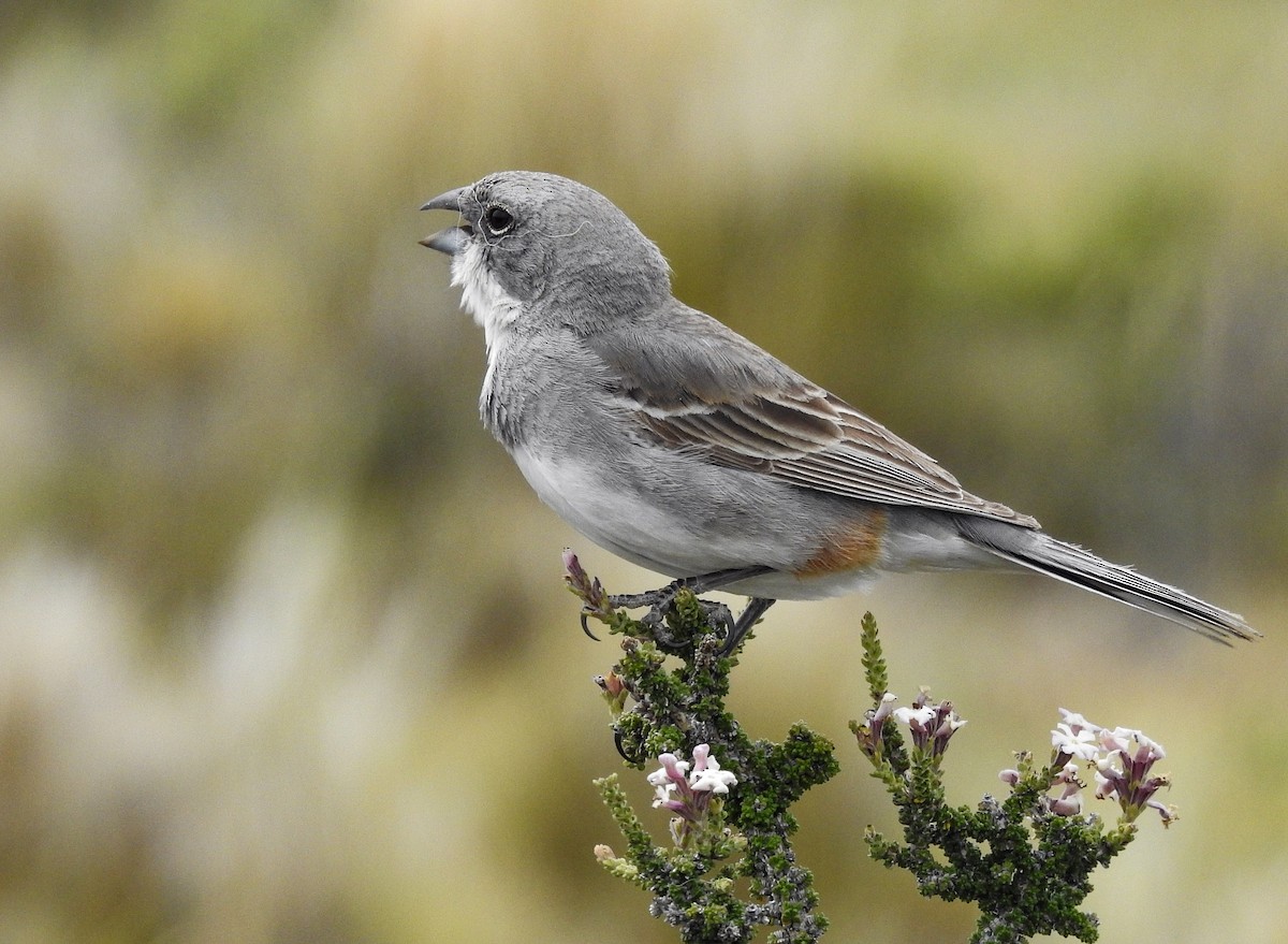 Diuca Finch - ML627993144